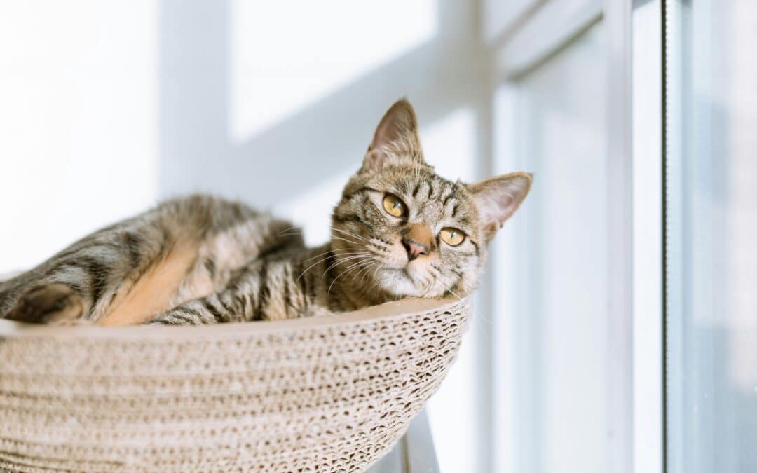 Cancer Surgery in Pets: What You Need to Know