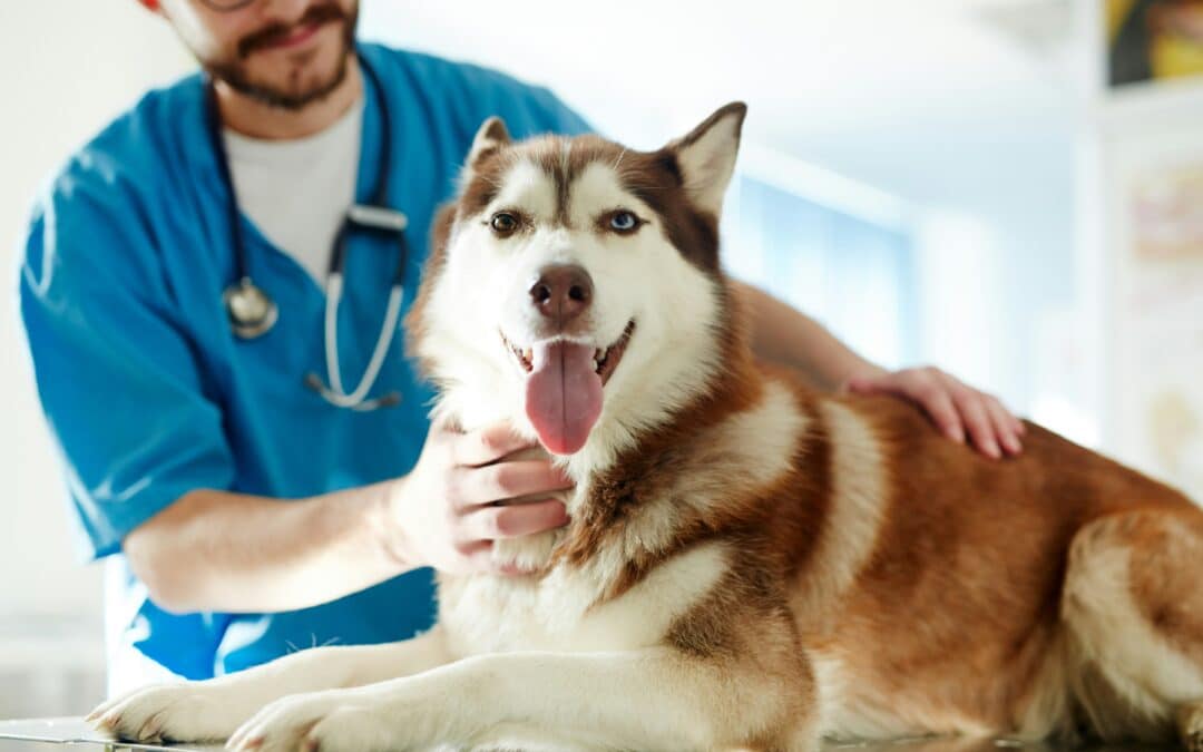 Your Pet’s Surgery Day: A Step-by-Step Guide for Pet Owners