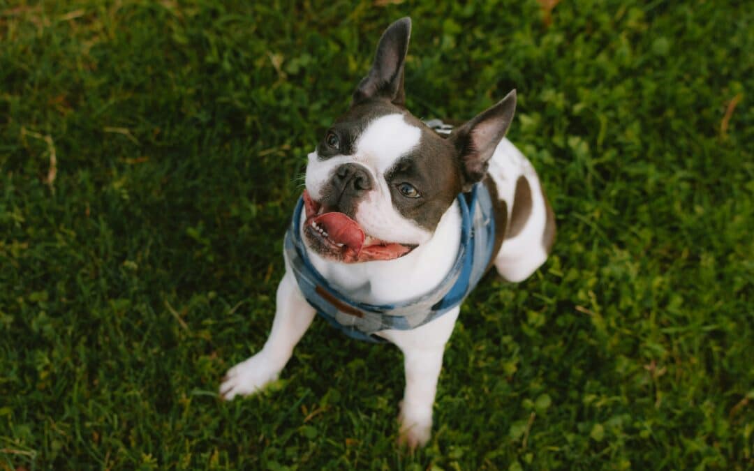 Pet Orthopedic Surgery: Helping Pets Get Back on Their Feet