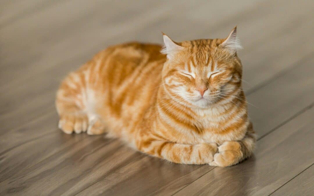 Understanding Soft Tissue Surgery for Cats and Dogs