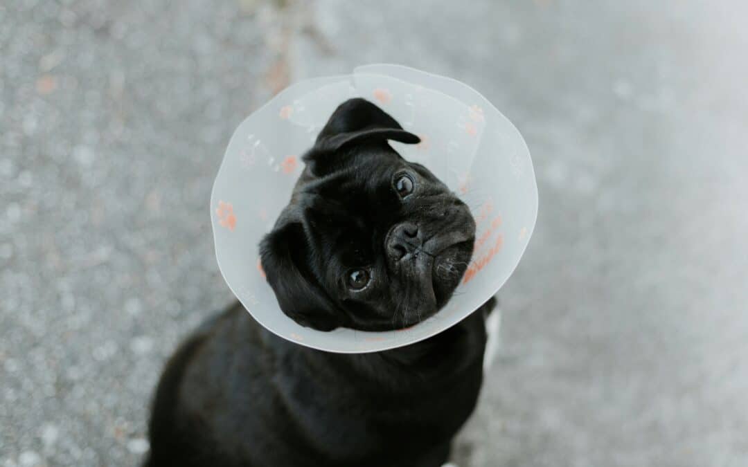 5 Fast Facts to Prepare Your Pet for Surgery