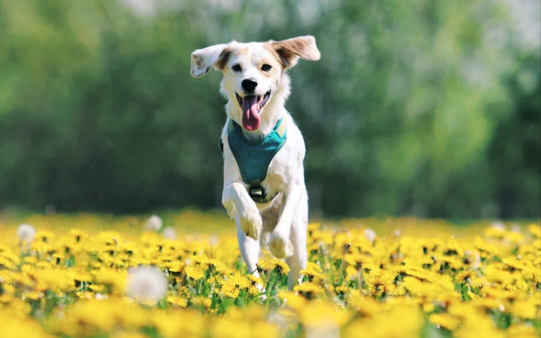 The Benefits of Minimally Invasive Surgery for Pets